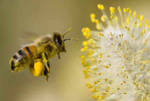 Nằm mơ thấy ong có ý nghĩa gì? 